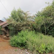 opaca_huauchinango_07