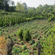 Xilocuautla_huauchinango_23