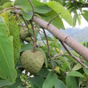 xopanapa_huauchinango_08