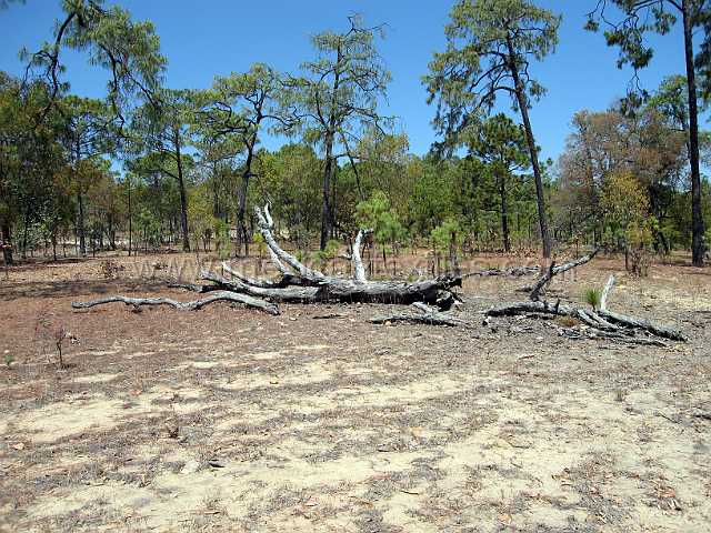 sierra_nayar_20.JPG - Village of Cora Indian with examples of town, mountains, people, costume, textiles, costume and spiritual life