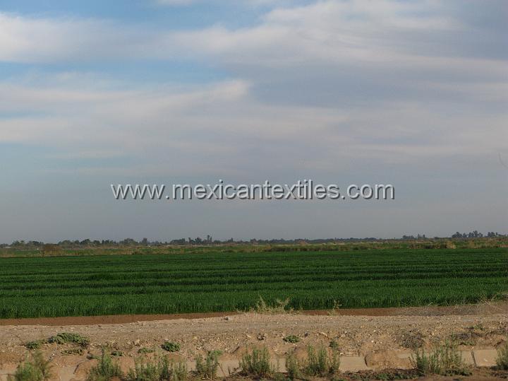IMG_3054.JPG - Whaet crop planted on land the Cucapa lease.