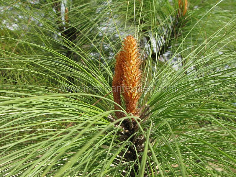 sierra_huajicori_15.JPG - Documentation of tepehuano indigenous textiles from Huajicori, Nayarit, Mexico. Many types for fir trees abound in the sierra.