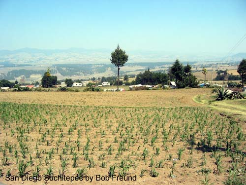 suchitepec_farmland