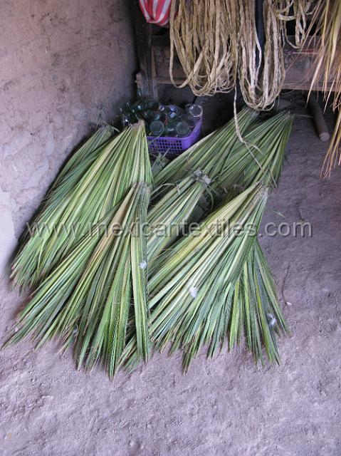 nahuatl_ostiapan20.JPG - raw palm