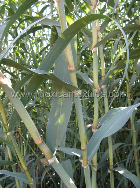 canastas_ixtolco_05.JPG - The bamboo plant / La planta de carizo