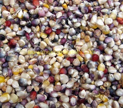multicolored_corn