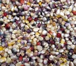 multicolored_corn