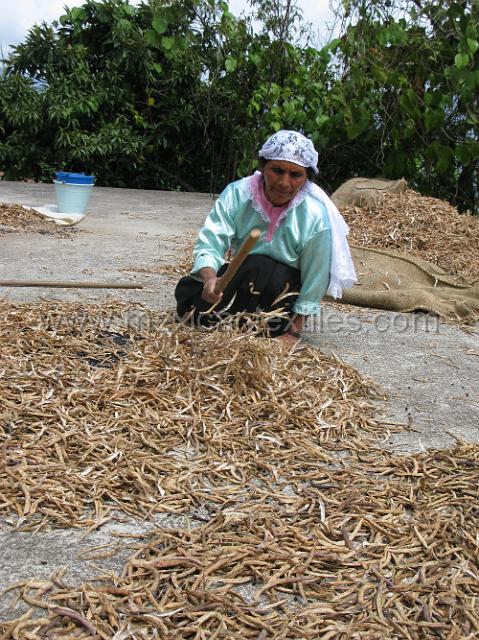 bean_processing_3.JPG.JPG - Maria Manuela Aparizio in traditional dress working on her roof top getting beans out of the dried pods.