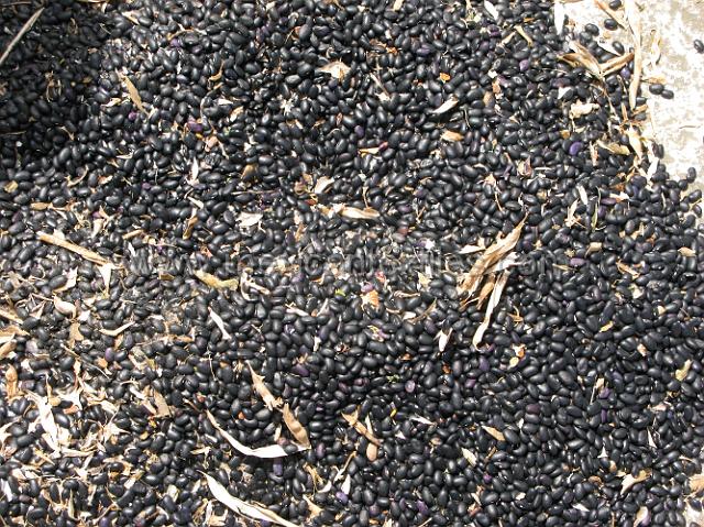 bean_processing_5.JPG.JPG - black beans after being removed from pods , they will be collected and cleaned and stored for future use.