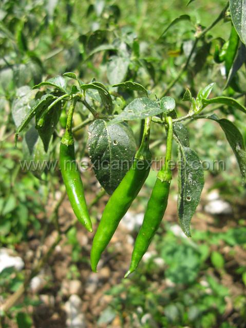 nahua_xiicalahuatla_39.JPG - Chili serano