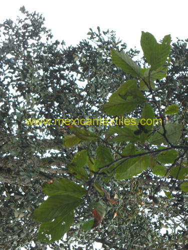 tonalixco_xoxocotla_09