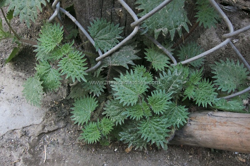 Otomi_Ixtenco_60.jpg - This herb is used to lower blood pressure. Santiago repeated the name a number of time but I was unable to get it right.