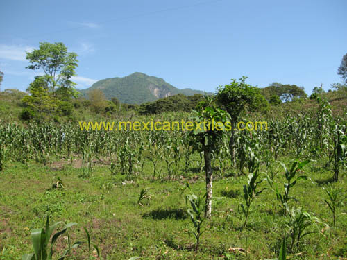 sntamaria_tlacuilotepec_11