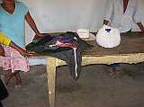 cora_costume