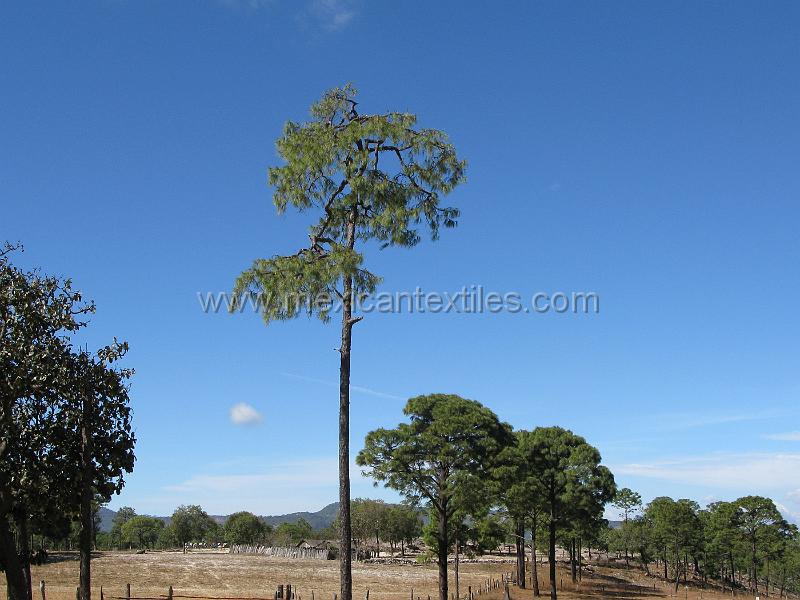 lahigera_town_03.JPG - Documentation of tepehuano indigenous textiles from Huajicori, Nayarit, Mexico. La Higera is a very small hamlet , spread out on a platuea near Mesa de Los Ricos.