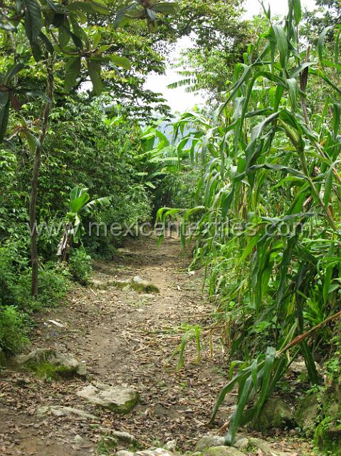 aguacatitla_mazateca_18.JPG - path in town. surrounded by corn.