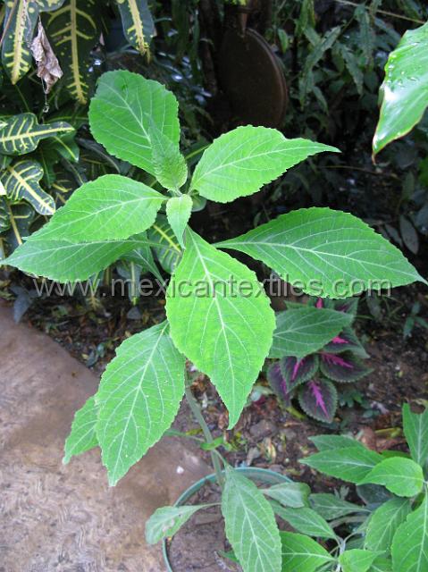 mazatlan_mazateca__02.JPG - Psycho active plant found in the region. Used for problems of nervousness.