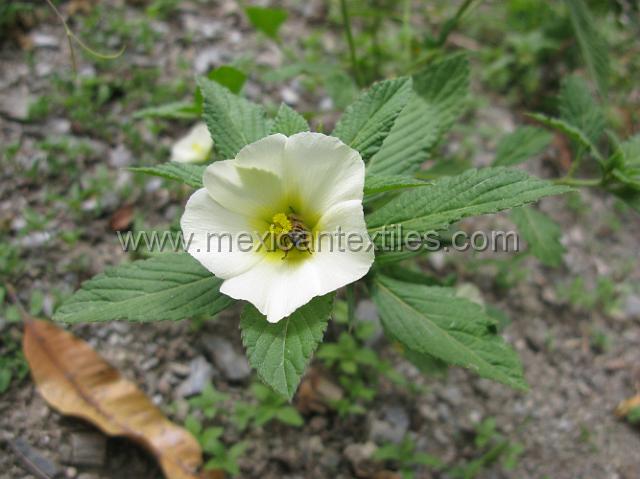 trapiche_viejo__03.JPG - bee in a flower