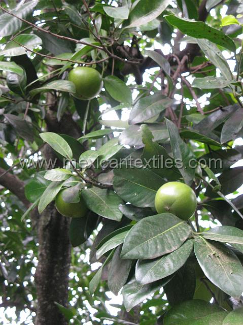 trapiche_viejo__12.JPG - Chico Zapote fruit