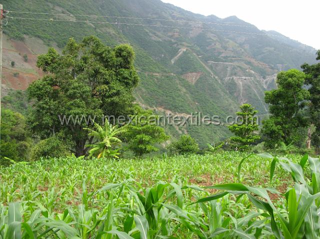 trapiche_viejo__13.JPG - Corn field in Trapiche Viejo.