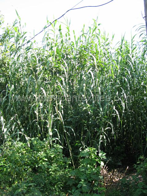 canastas_ixtolco_04.JPG - Carizal or bamboo garden behind the house of Sr Jose Cabrerra Lopez