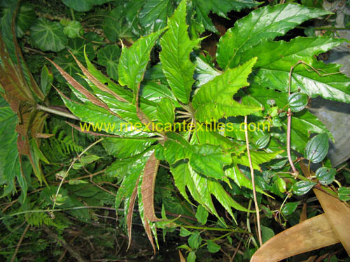 calacuhautla_zoquiapan_11