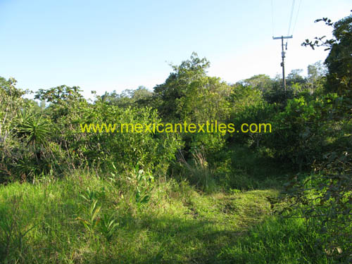 calacuhautla_zoquiapan_14