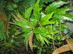 calacuhautla_zoquiapan_11