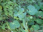 calacuhautla_zoquiapan_12