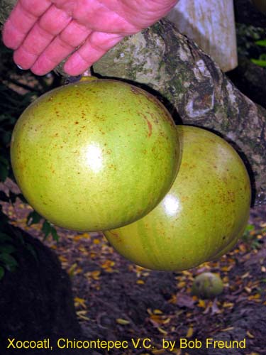 xocoatl_hicara
