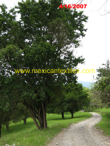 lasfores_views_02