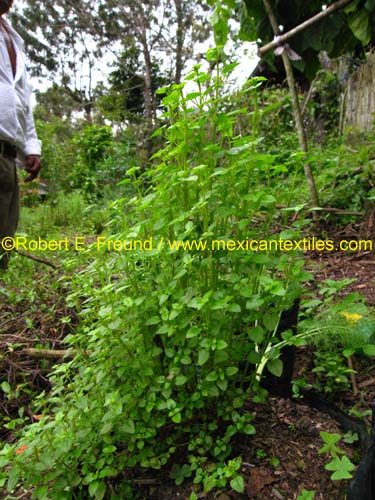 herbal_plants_02