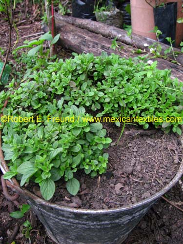 herbal_plants_03