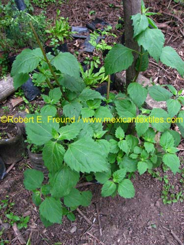 herbal_plants_04