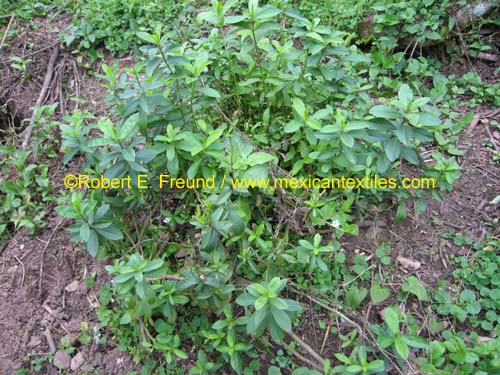 herbal_plants_08