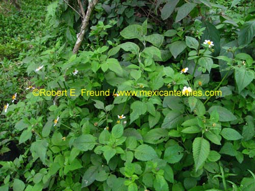 herbal_plants_14
