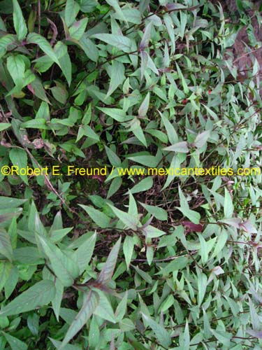 herbal_plants_20