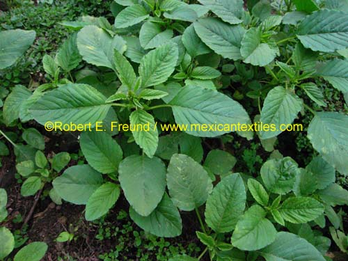 herbal_plants_22