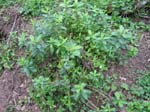 herbal_plants_08