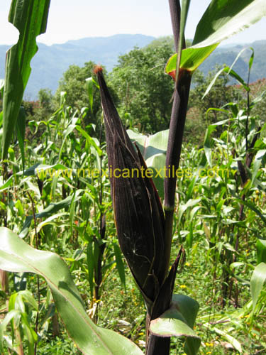 sntamaria_tlacuilotepec_07